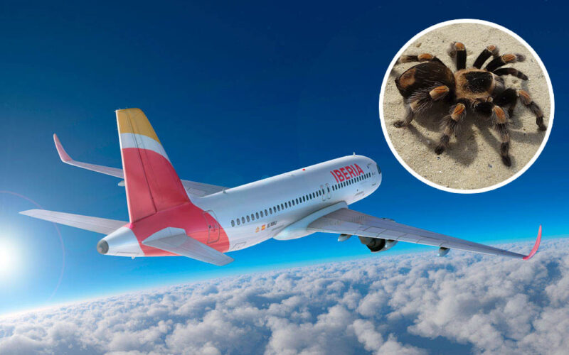 Taràntula Avió