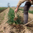 Camp de calçots