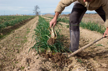 Camp de calçots