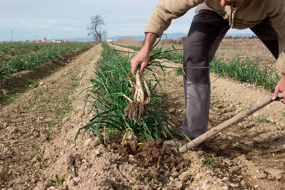 Camp de calçots