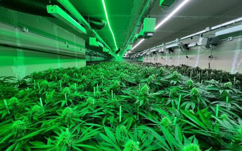 marihuana